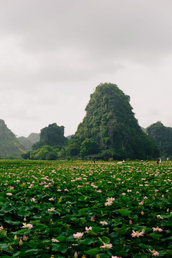 Explore a breathtaking Vietnamese lotus field with towering lush mountains under a gray sky, capturing nature's serene beauty.